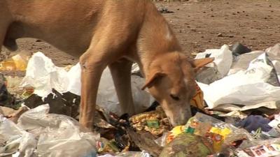 Dog eating rubbish