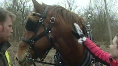 Suffolk Punch horse