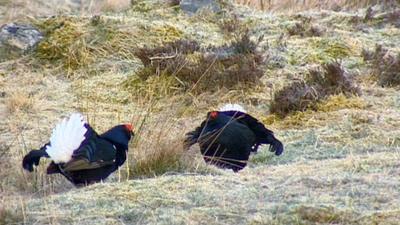 Two black grouse