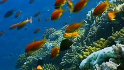 The Great Barrier Reef