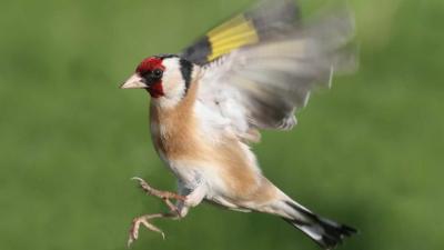 Goldfinch (Jill Pakenham/BTO)