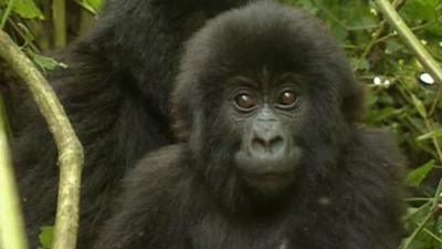 Young gorilla stares ahead