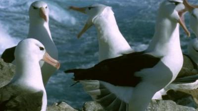 Black browed albatrosses