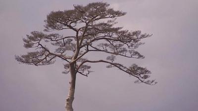 Japanese memorial tree