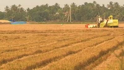 Grain fields being harvested in Kerala