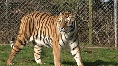 Tiger at Dartmoor Zoo, Devon