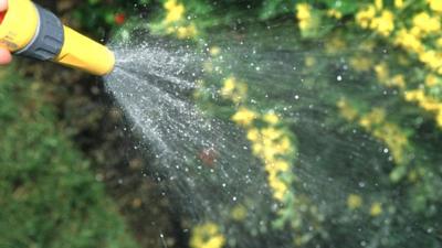 Flowers watered with a hose