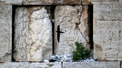 Swifts flying by the Wailing Wall