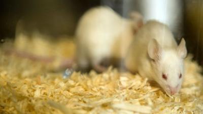 Laboratory mice