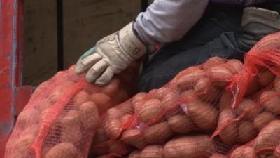 Gloved hand on top of large bags of potatoes in Greece.