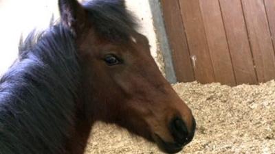 A brown horse with a long black mane.