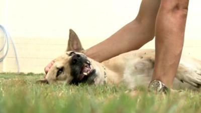 A rescued dog is petted in the grass by its owner.