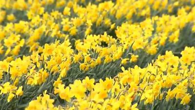 Daffodils growing in a field