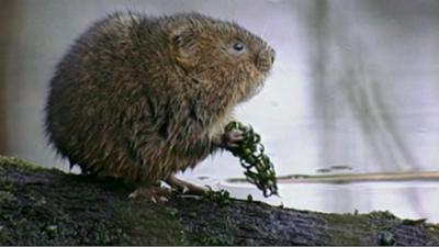 A water vole