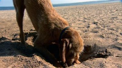 Dog on a beach