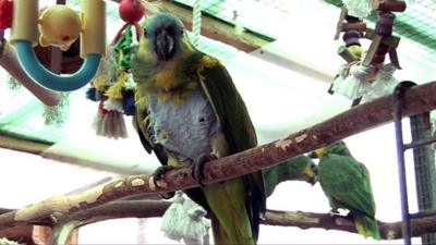 Parrots in a bird sanctuary