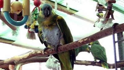 Parrots in a bird sanctuary