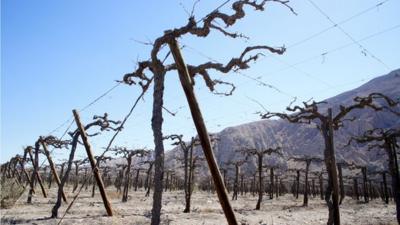 Withered vineyards, Chile