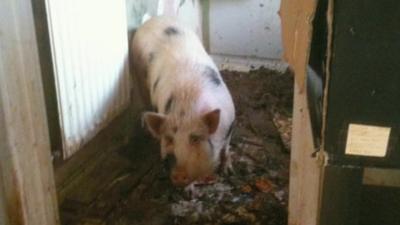 Pig in Derby council house