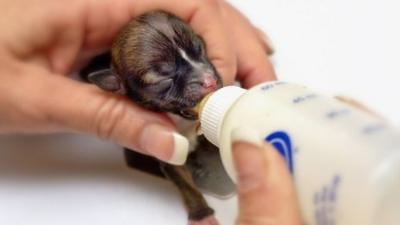 Meet possibly the world's smallest puppy!