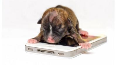 Tiny puppy Beyonce is small enough to fit on a smart-phone