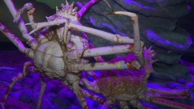 Giant Japanese Spider Crab's