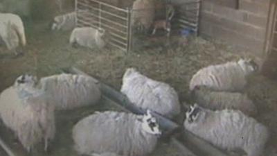 Sheep in lambing shed