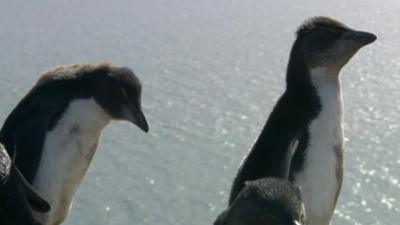 Penguins in Falklands Islands