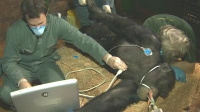 Chimpanzee under anaesthetic with vets