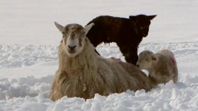 A sheep and lambs sitting in the snow