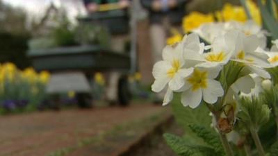 Close up of flowers in the ground
