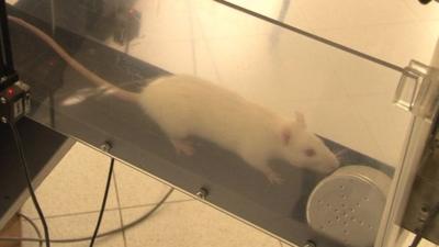 A rat being trained to sniff out a landmine