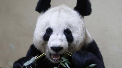 Female giant panda Tian Tian