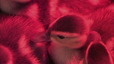 World's rarest ducklings