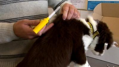 Puppy having a microchip inserted