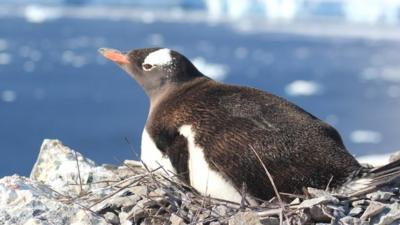 Gentoo penguin (Ben Collen)