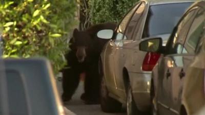 Bear in driveway