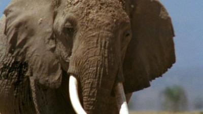 African elephant.