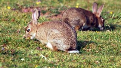 Wild rabbits in a field