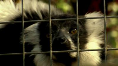 Ruffed Lemur