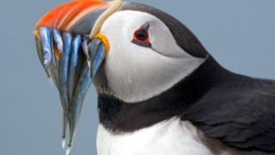 Puffin eating fish