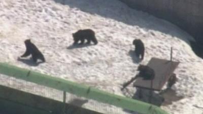 Some of the remaining bears inside their pen