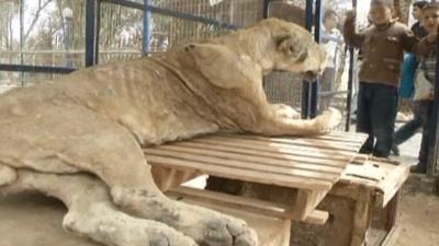 A stuffed lion at Khan Younis zoo