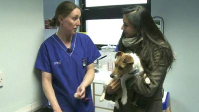 Nel visits an animal hospital