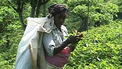 Tea picker