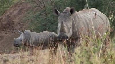 South African rhinos