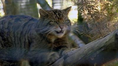 A Scottish wildcat