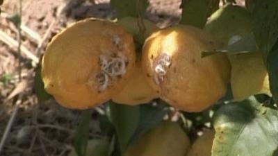 Rotting lemons in Gaza