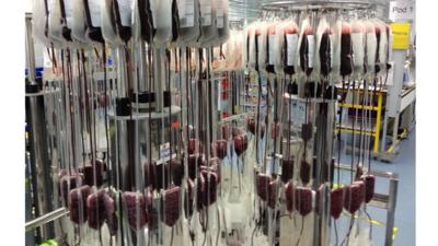 Bags of donated blood hanging up