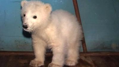 Polar bear cub